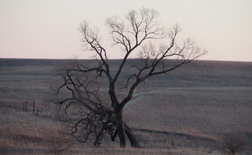 Dancing Trees