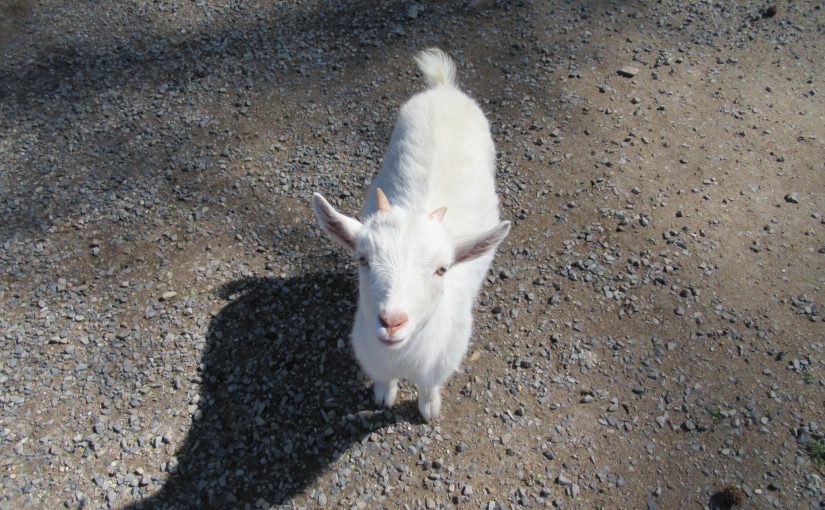 Photo: goat at Arkansas Alligator Farm and Petting Zoo, Hot Springs, AR