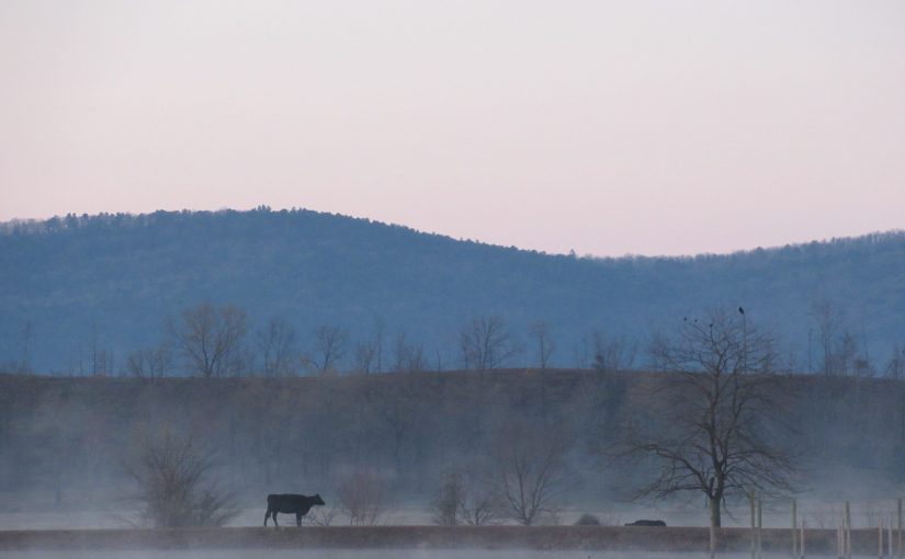 Photo: sunrise near Ranger, AR