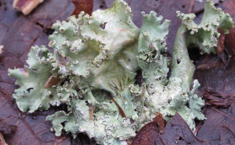 Photo: lichen and leaves at Scour Pavilion / Overlook, Johnson’s Shut-Ins State Park, MO