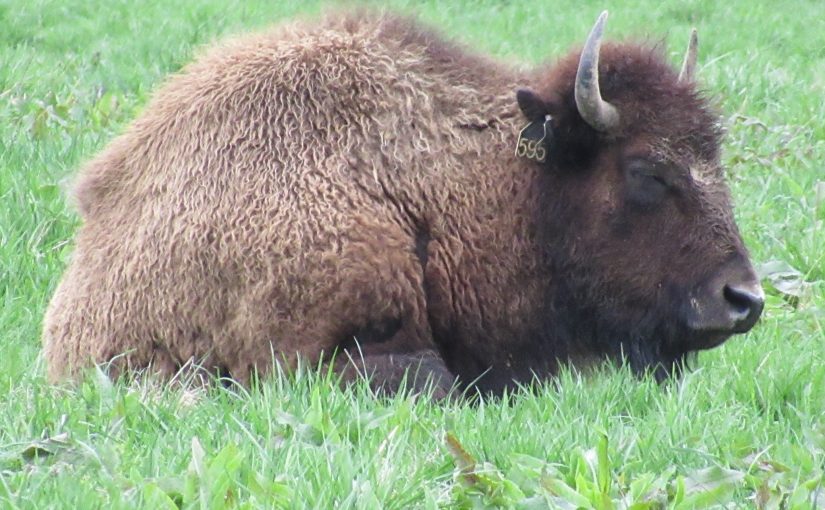 Photo: bison at Land Between the Lakes National Recreation Area, TN