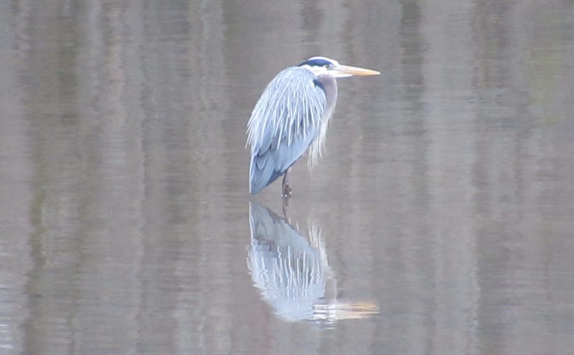 Photo: heron at Piney Campground, Land Between the Lakes National Recreation Area, TN