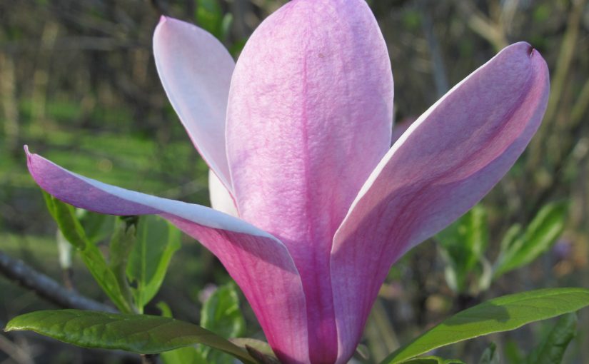 Photo: magnolia, Bledsoe Creek State Park, TN