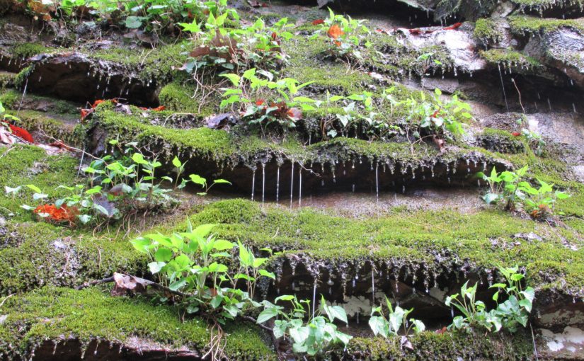 Photo: Cloudland Canyon State Park, GA