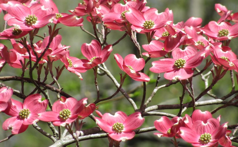 Photo: dogwood, Hiwassee Ocoee Rivers State Park, TN