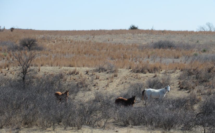 Photo: near Medicine Lodge, KS