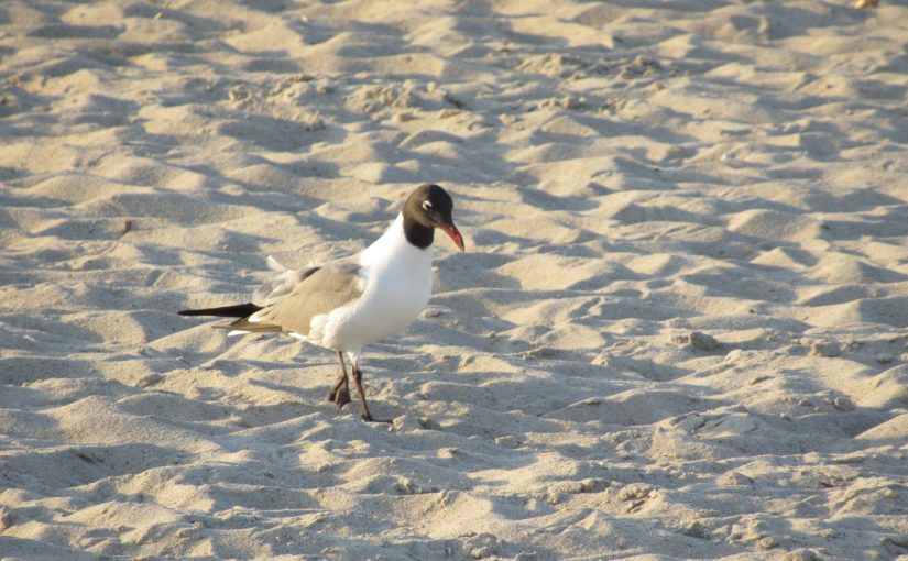 Photo: Carolina Beach, NC