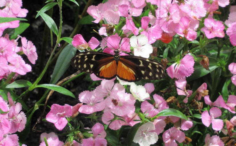 Photo: North Carolina Aquarium at Fort Fisher, Butterfly Bungalow exhibit