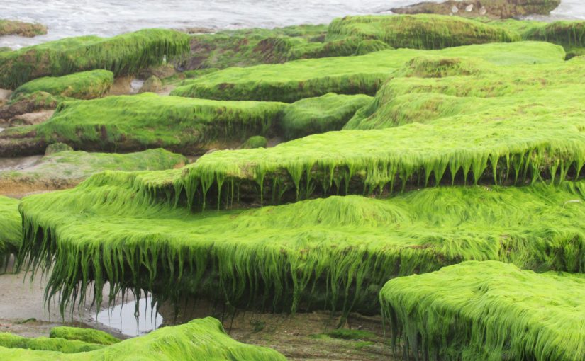 Photo: Coquina Outcrop, Kure Beach, NC