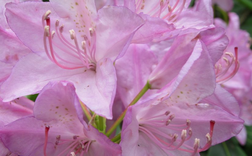 Photo: azaleas at Fred Clifton Park, Meadows of Dan, VA