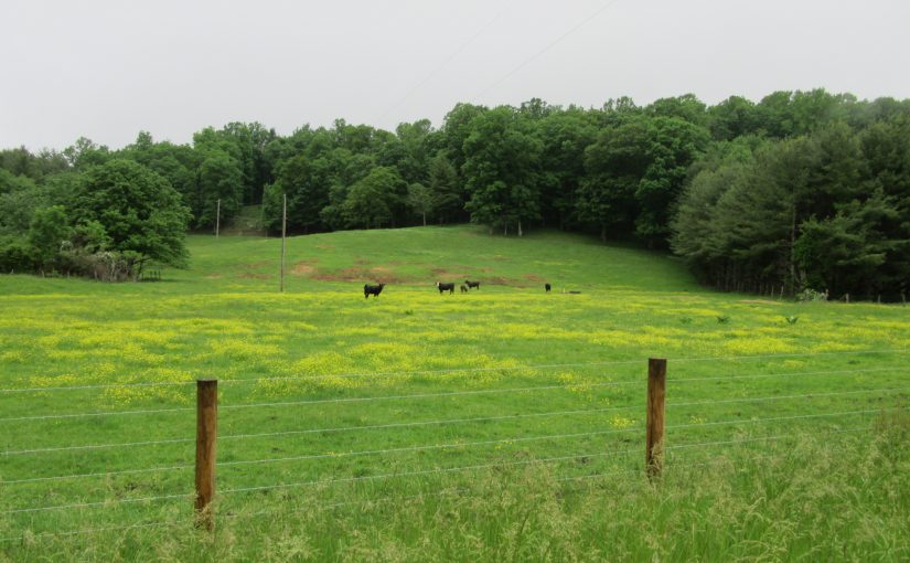 Photo: near Laurel Fork, VA