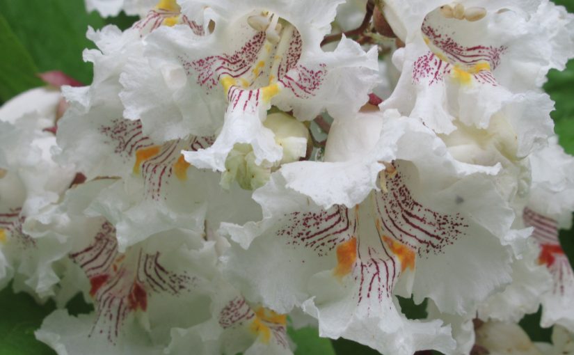 Photo: catalpa flowers, Cowans Gap State Park, PA