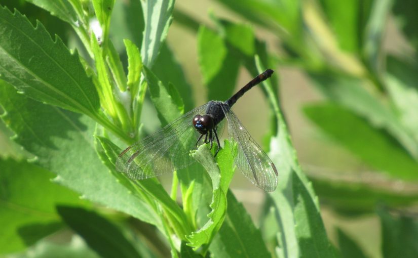 Photo: dragonfly at Janes Island State Park, MD