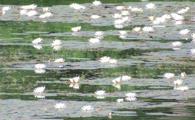 Photo: water lilies, Two Rivers Campground, Skowhegan, ME