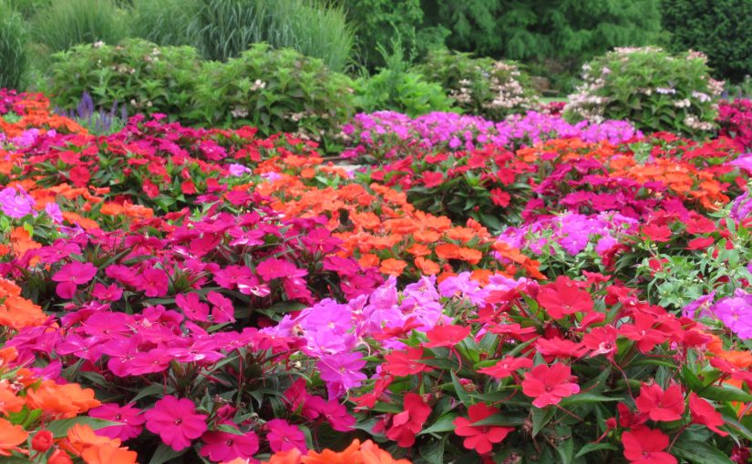 Photo: Buffalo & Erie County Botanic Gardens, Buffalo, NY