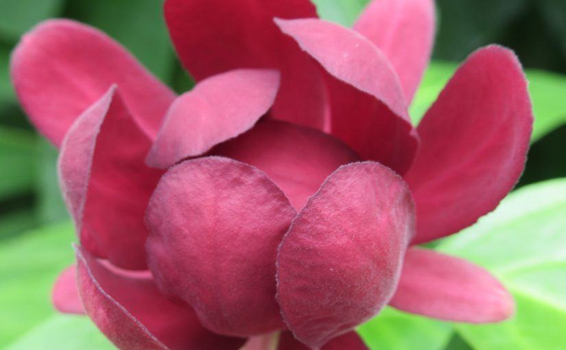 Photo: sweetshrub, Buffalo & Erie County Botanic Gardens, Buffalo, NY 