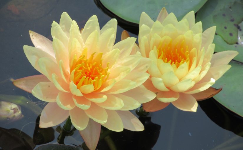 Photo: water lilies, Chicago Botanic Garden, Glencoe, IL