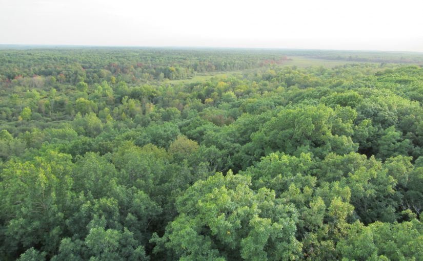 Photo: view from fire tower, St. Croix State Park, MN