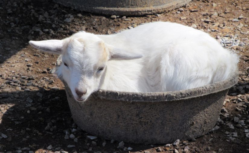 Photo: Arkansas Alligator Farm and Petting Zoo, Hot Springs, AR