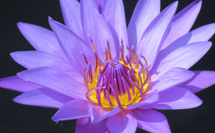 Photo: water lily, Chicago Botanic Garden, Glencoe, IL