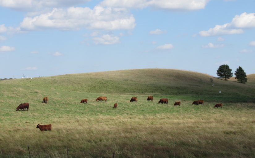 Photo: cows near Holland, MN