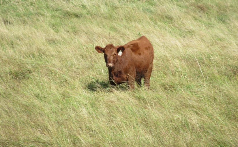 Photo: cow near Holland, MN