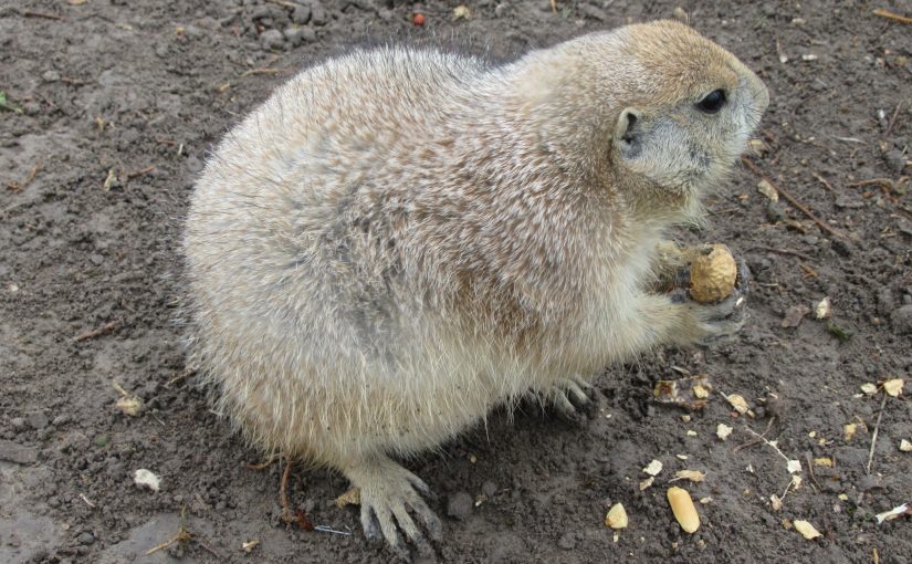 Photo: prairie dog, Ranch Store, Philip, SD