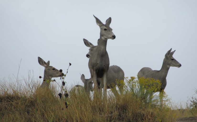 Photo: Badlands National Park, SD