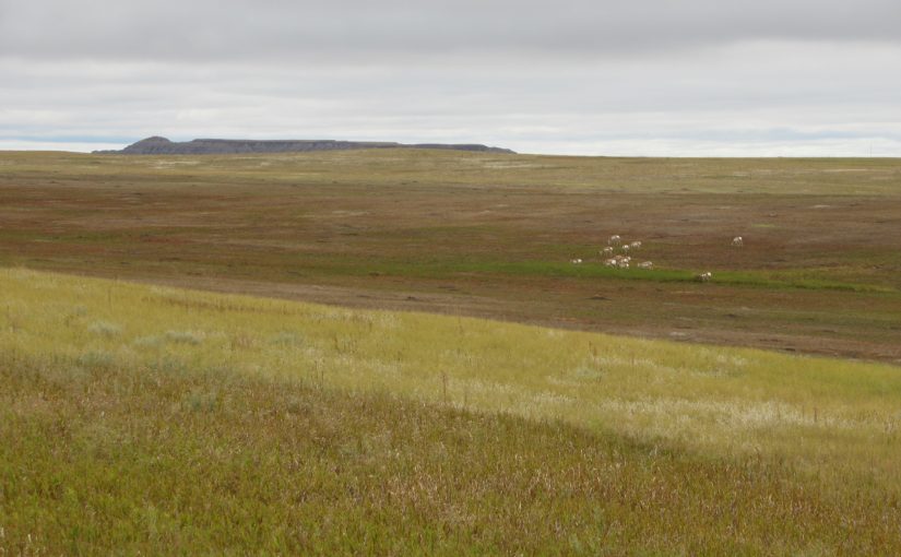 Photo: pronghorns, Badlands National Park, SD