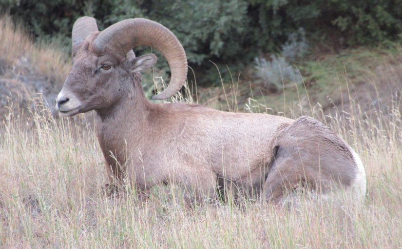 Photo: bighorn sheep, Badlands National Park, SD