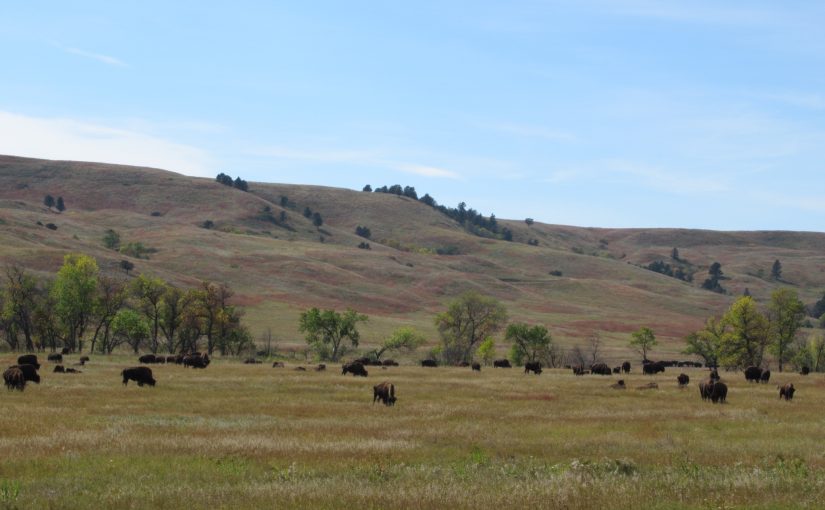 Photo: bison herd, Custer State Park, SD