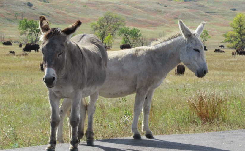 Photo: Custer State Park, SD