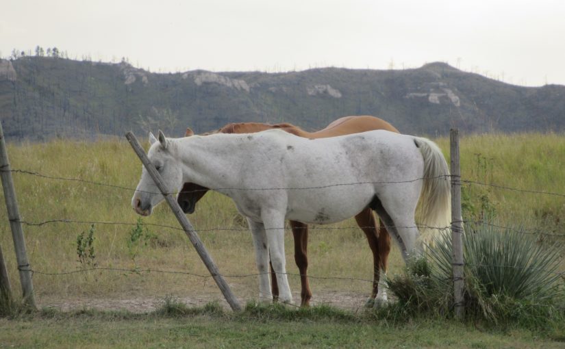 Photo: High Plains Homestead, Crawford, NE