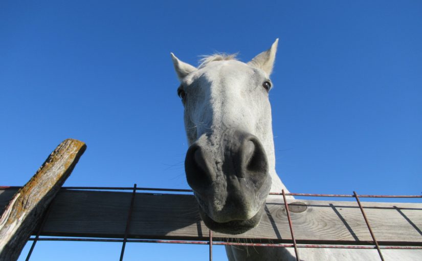 Photo: horse, Tallgrass Prairie National Preserve, Strong City, KS