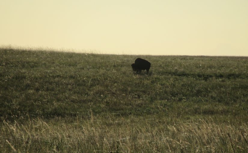 Photo: bison, Tallgrass Prairie National Preserve, Strong City, KS