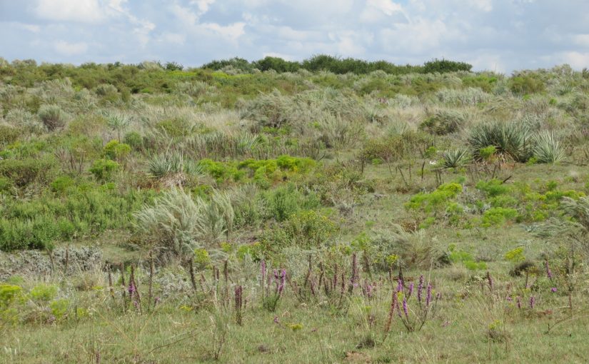 Photo: near Sweetwater, TX