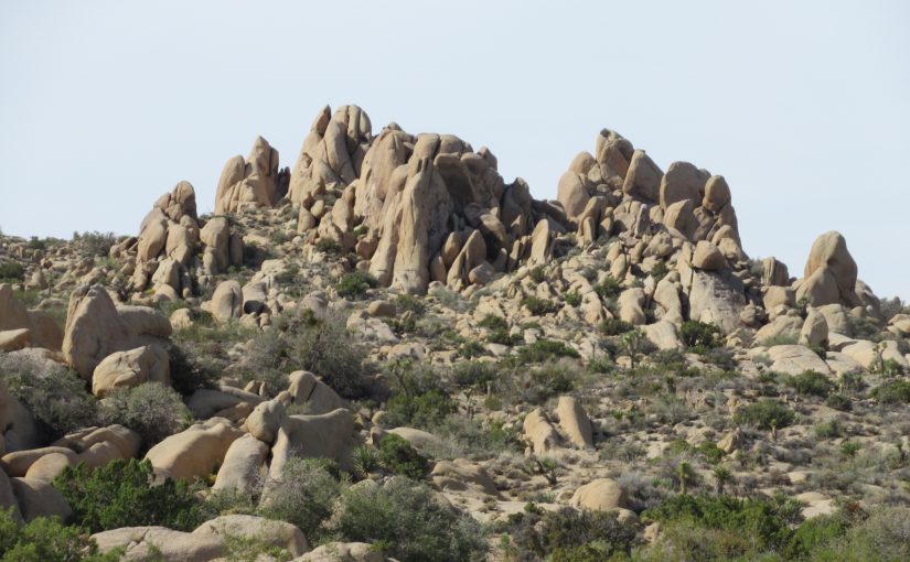 Photo: Joshua Tree National Park, CA