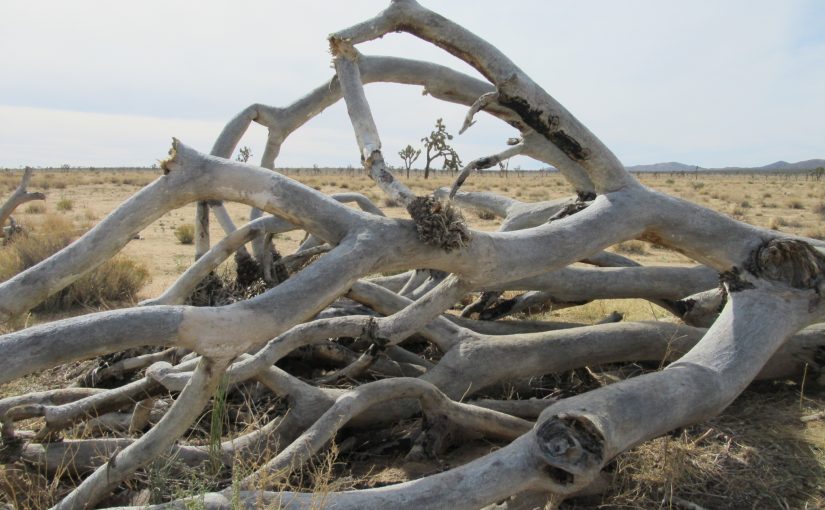 Photo: Joshua Tree National Park, CA