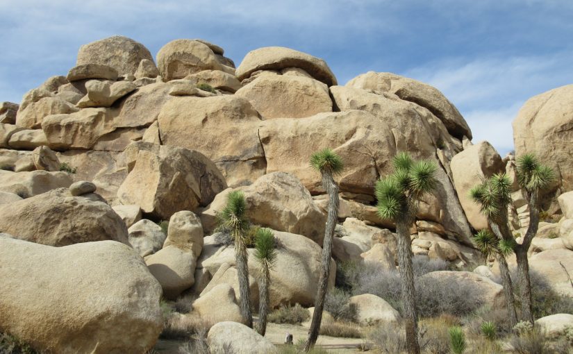 Photo: Joshua Tree National Park, CA