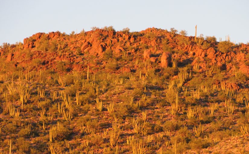 Photo: Organ Pipe Cactus National Monument, AZ