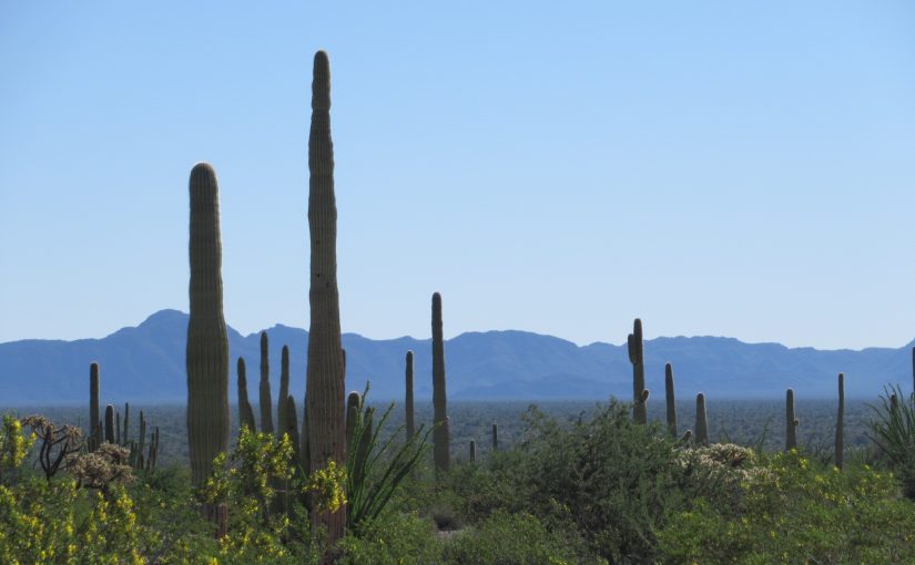 Photo: Organ Pipe Cactus National Monument, AZ